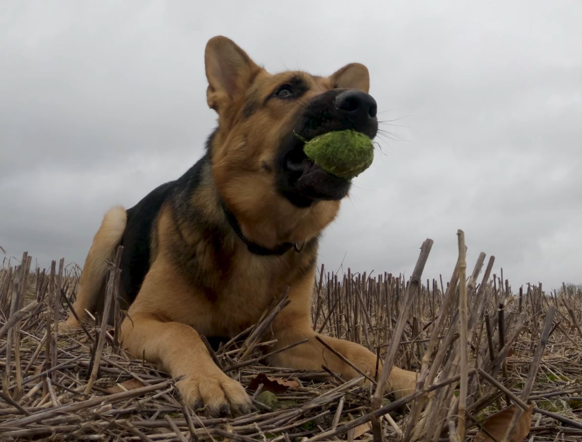 German Shepherd holding a ball